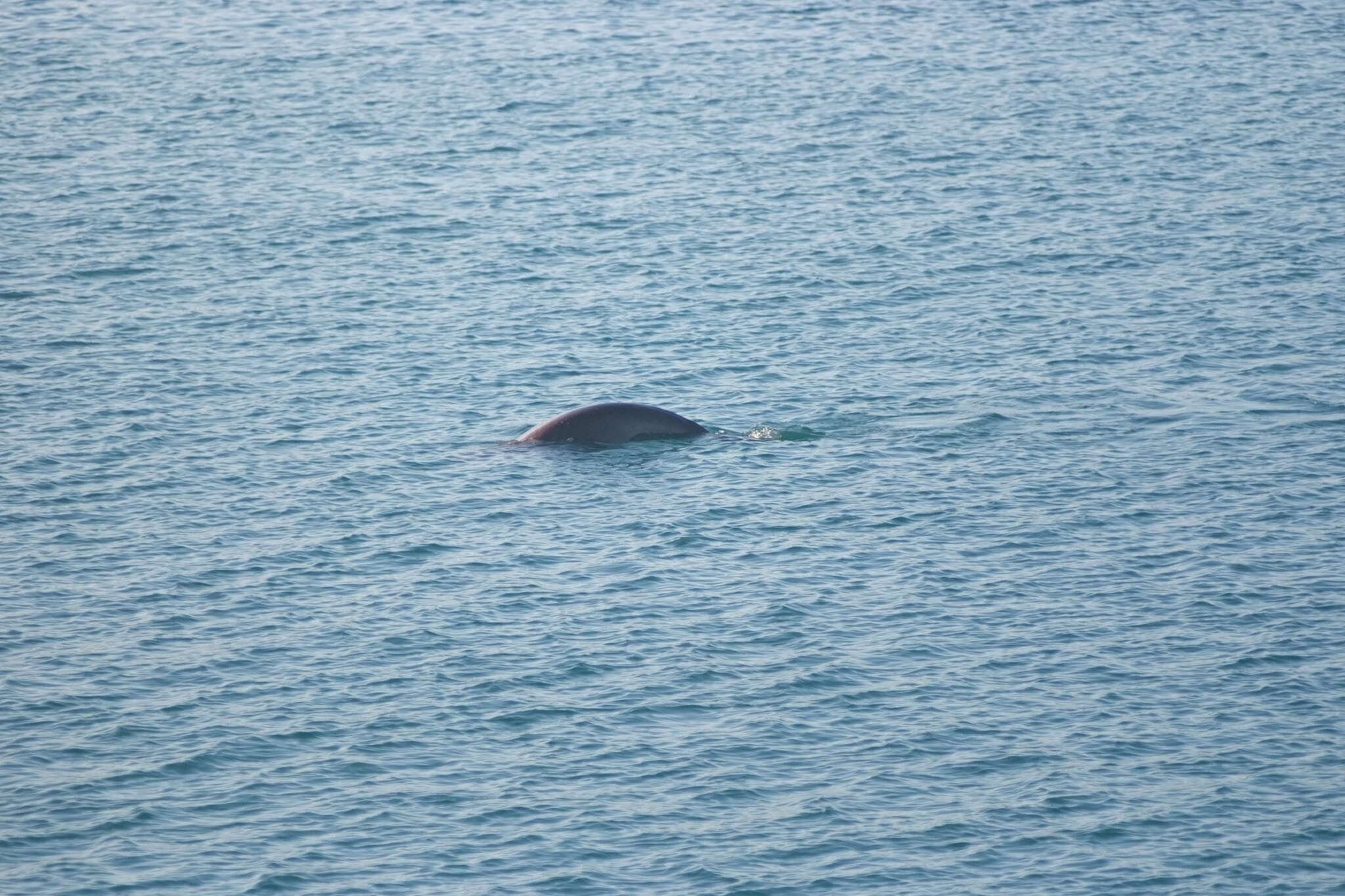 Image of Dugongs