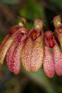 Image of Bulbophyllum trigonopus (Rchb. fil.)