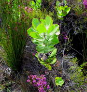 Plancia ëd Leucospermum winteri J. P. Rourke