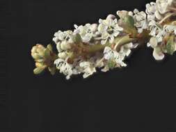 Image of Vail Lake ceanothus