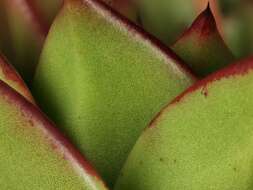 Image of Echeveria agavoides Lem.