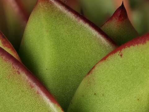 Image of Echeveria agavoides Lem.