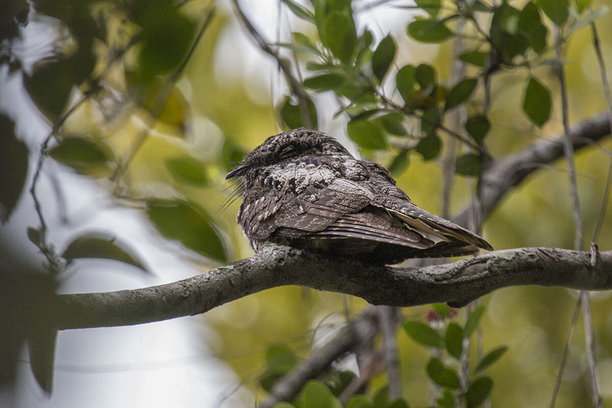 Image of Hispaniolan Nightjar