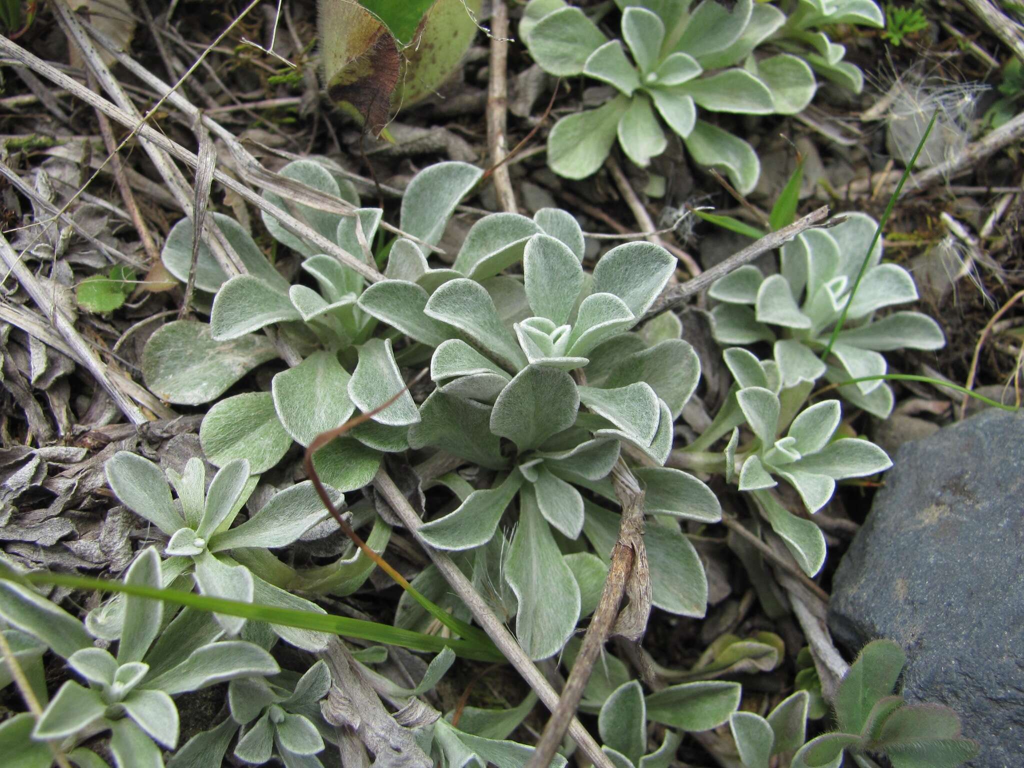 Image of Antennaria caucasica A. Boriss.