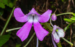 Impatiens acaulis Arn. resmi