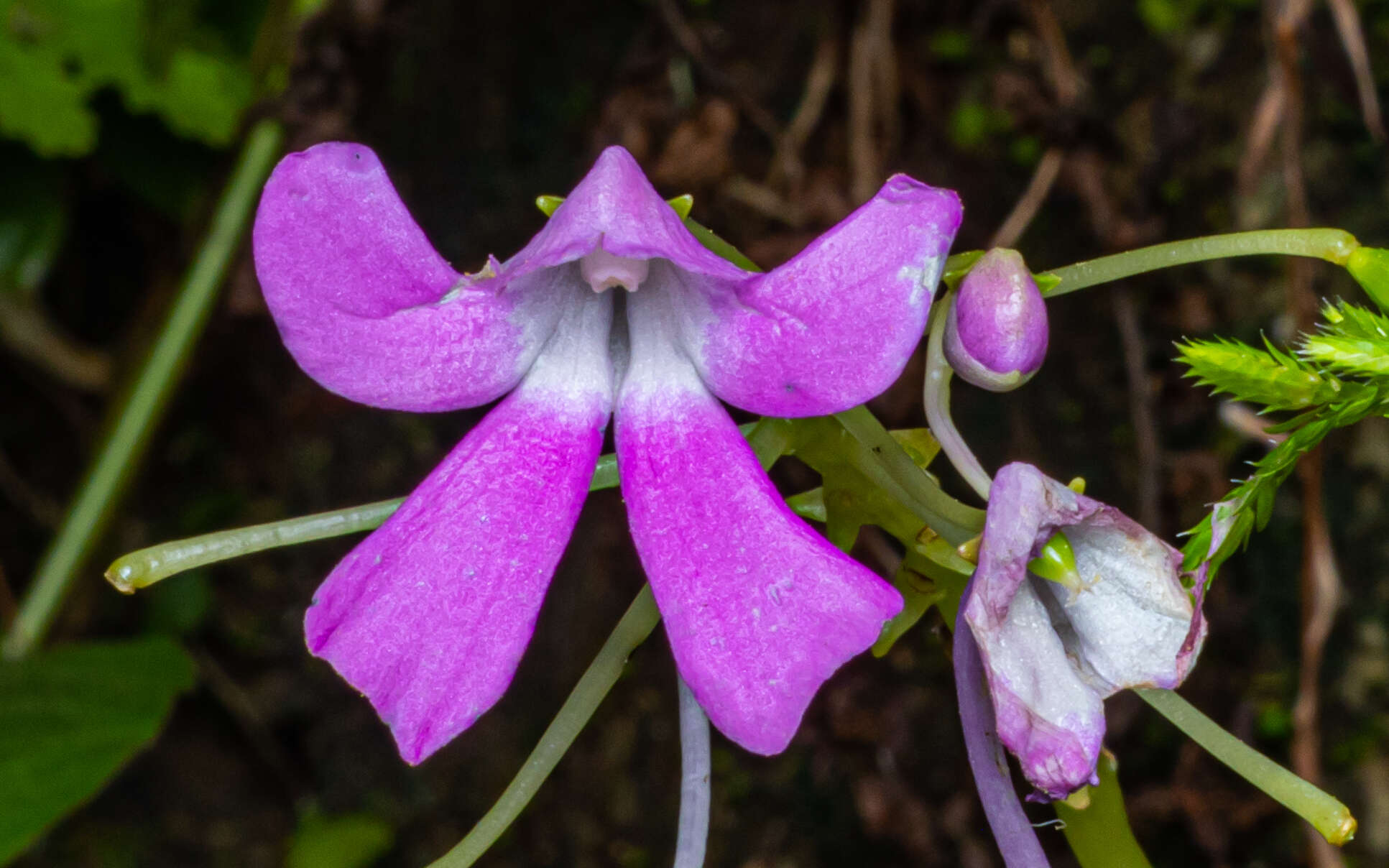 Image of Impatiens acaulis Arn.