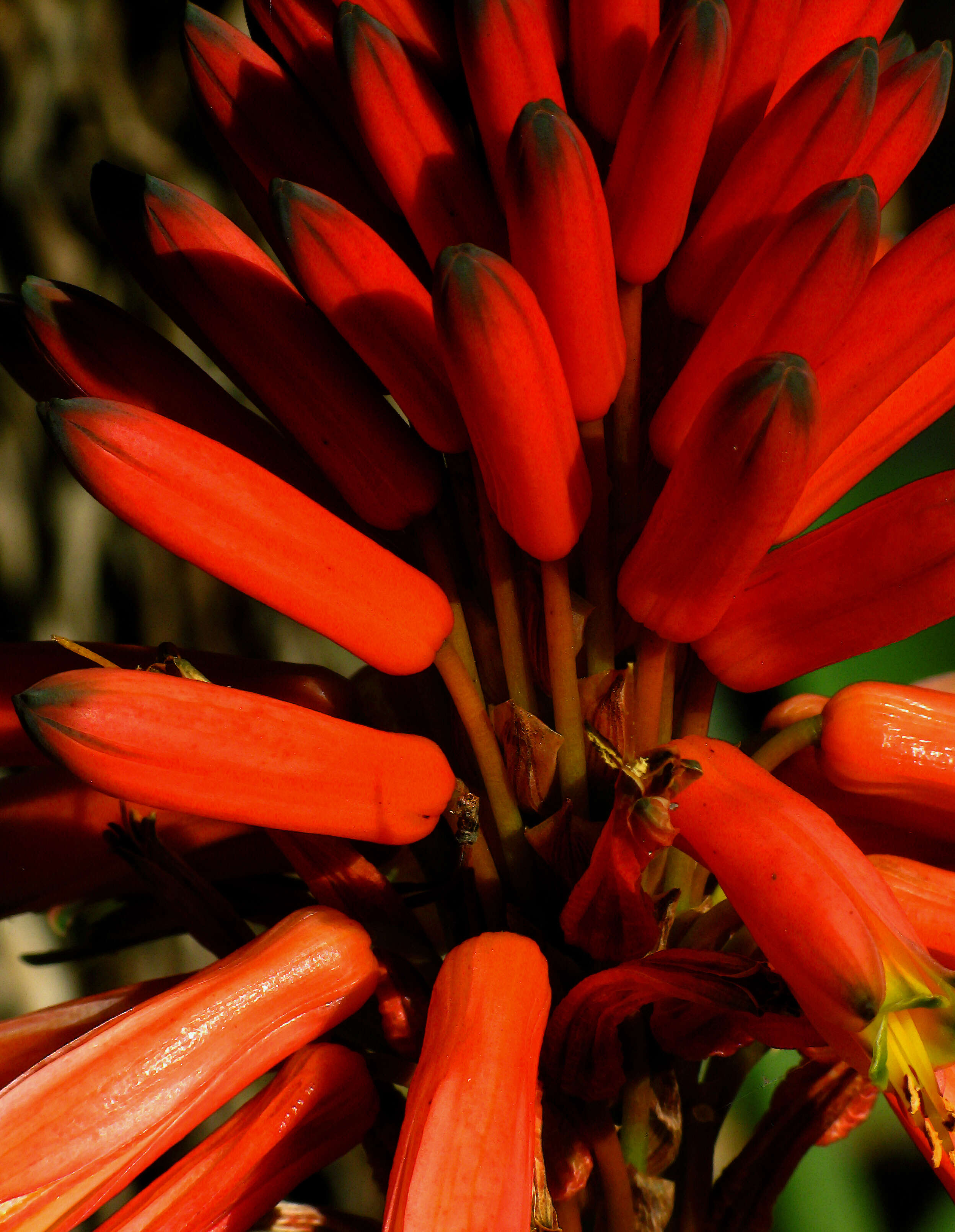 Image of candelabra aloe