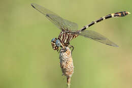 Image of Five-striped Leaftail