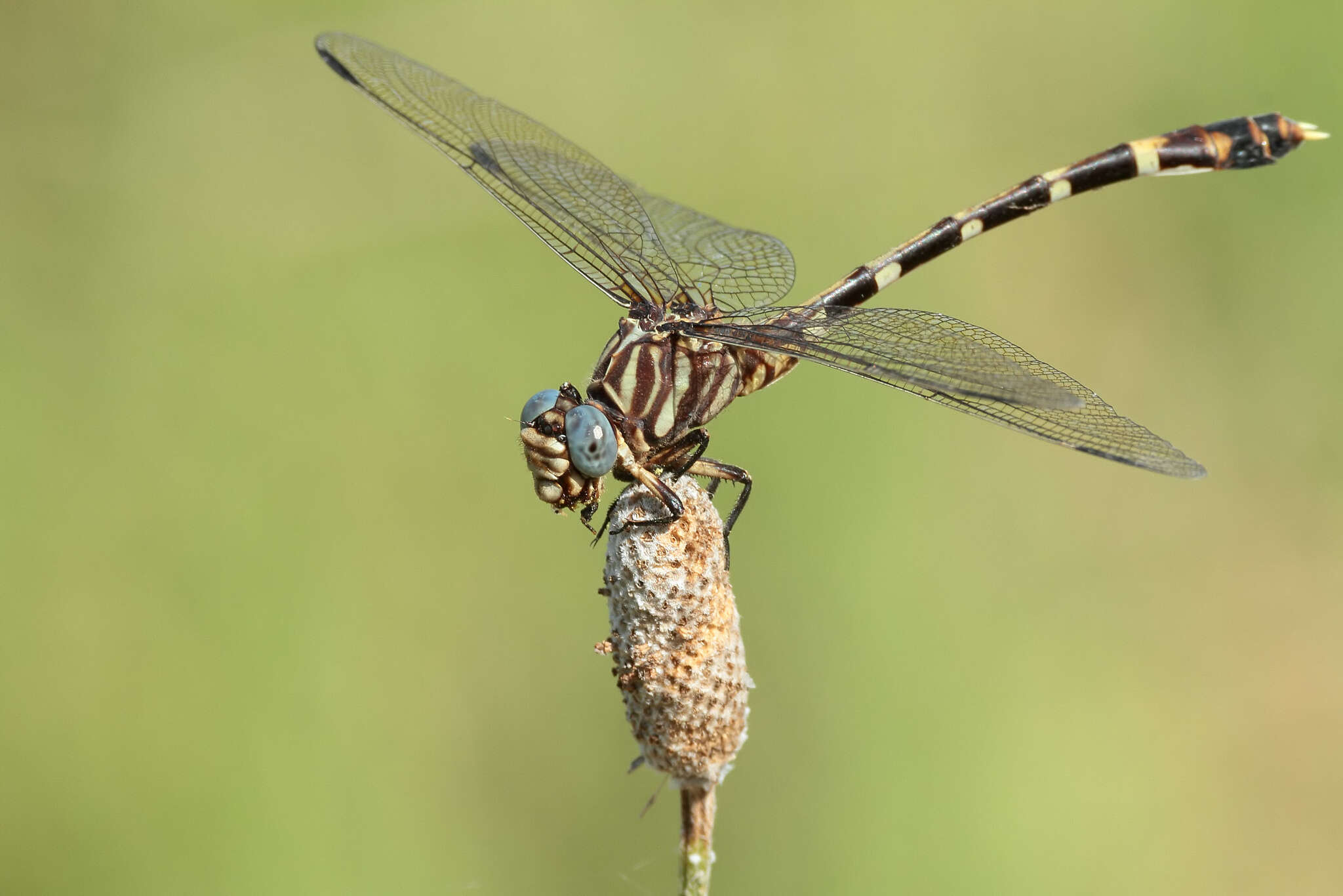 Image of Five-striped Leaftail