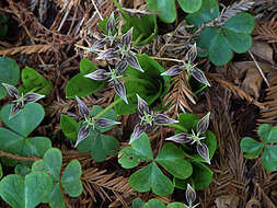 Sivun Scoliopus bigelovii Torr. kuva