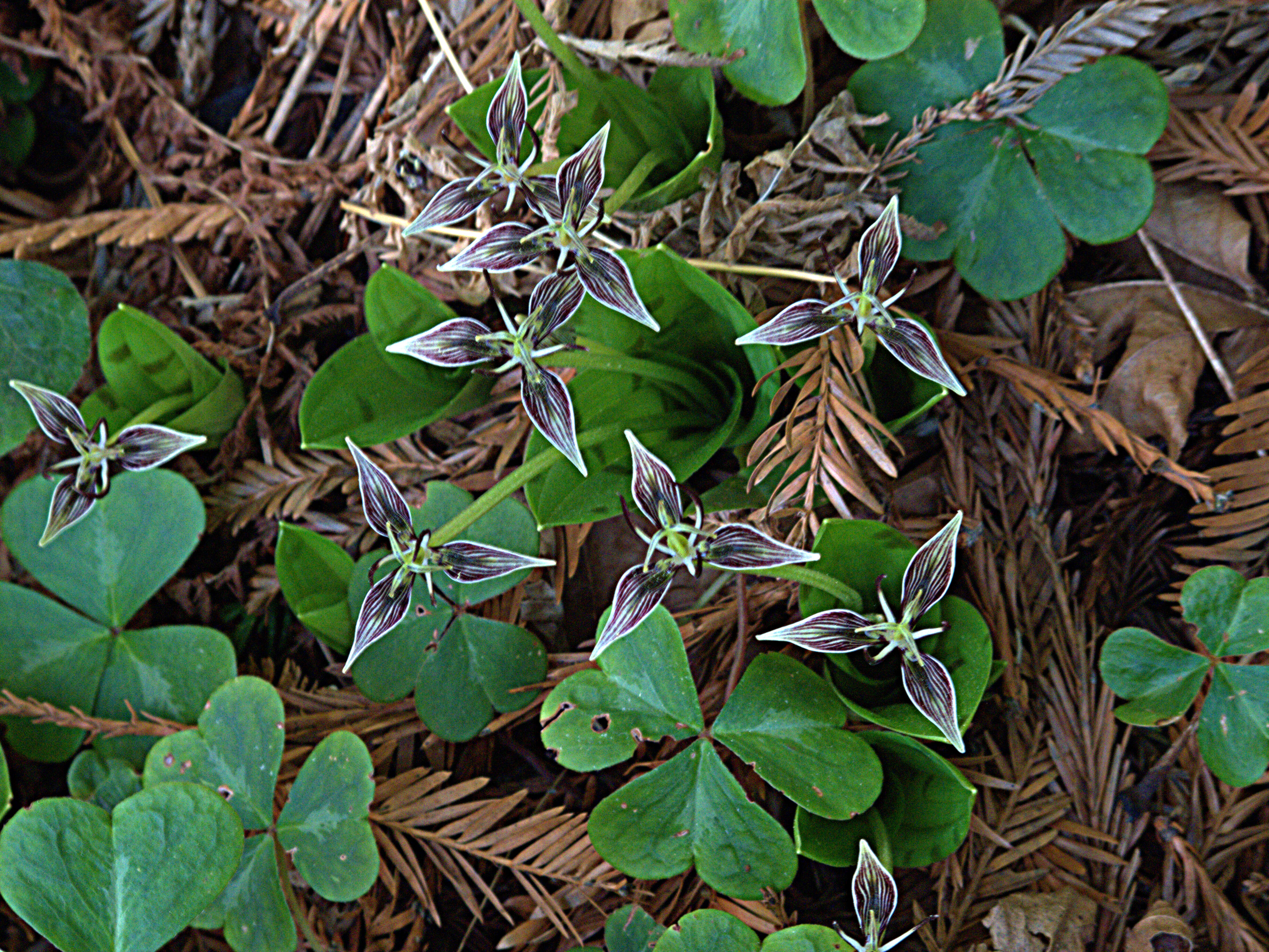 Sivun Scoliopus bigelovii Torr. kuva