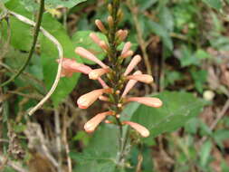 Image of Odontonema glabrum T S. Brandeg.