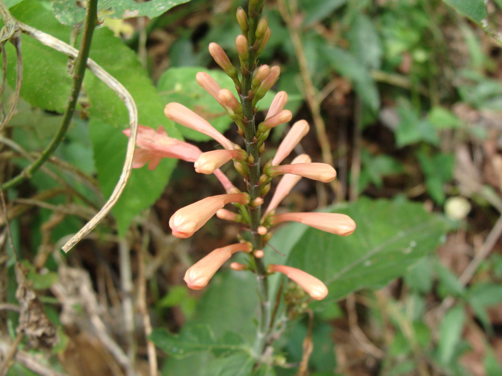 Image of Odontonema glabrum T S. Brandeg.