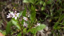 Imagem de Epidendrum fimbriatum Kunth