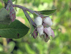 Image of woollyleaf manzanita