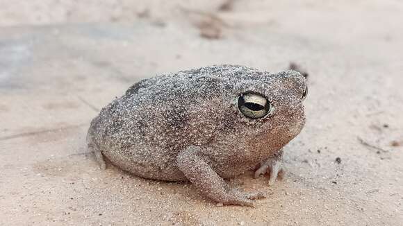 Image of Namaqua Rain Frog