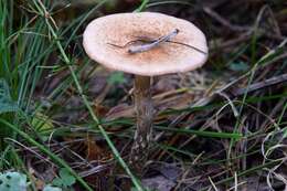 Слика од Armillaria borealis Marxm. & Korhonen 1982