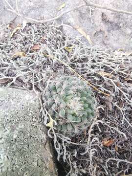 Mammillaria rettigiana Boed.的圖片