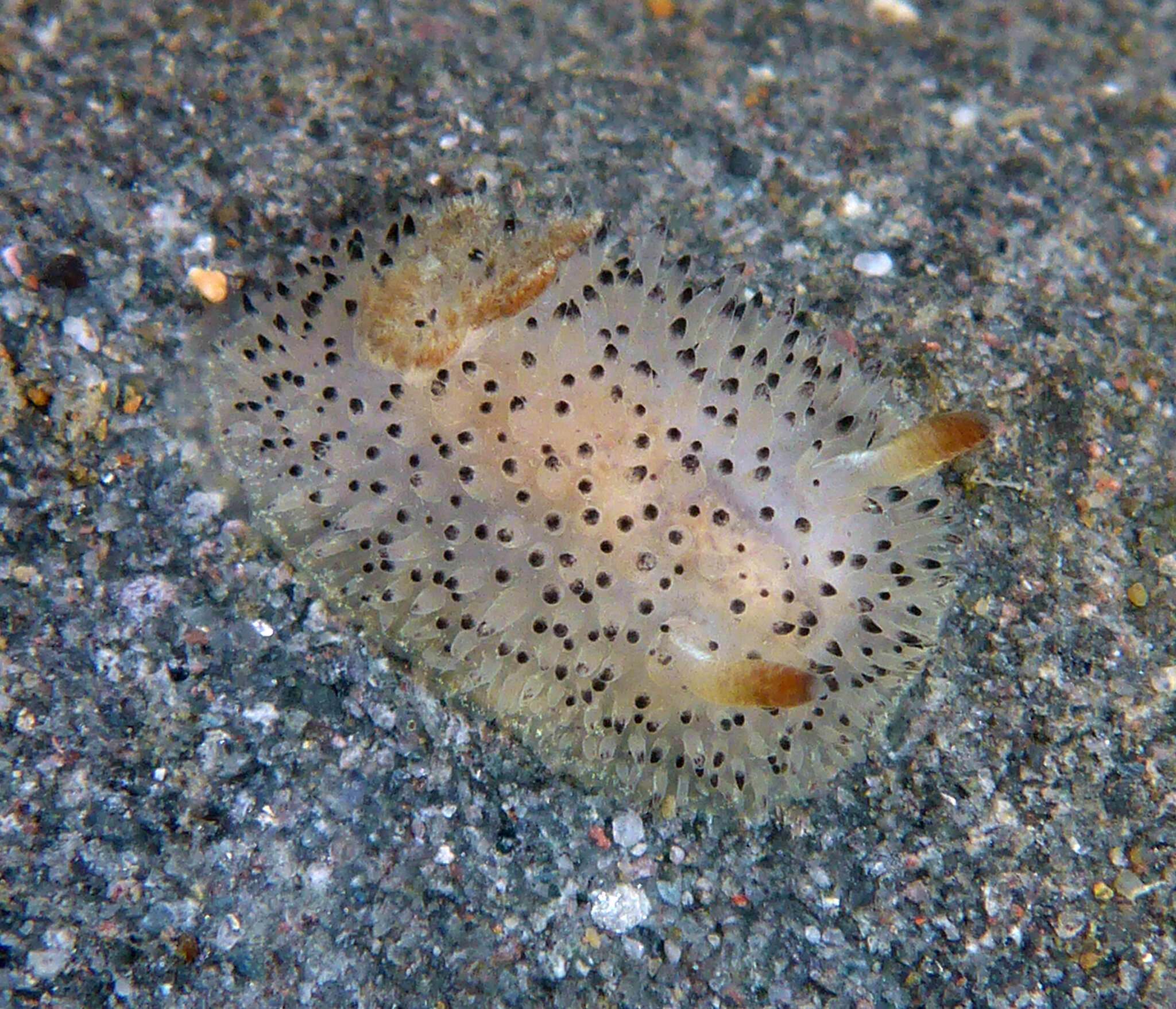 Image of Black and White Dorid