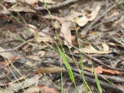 Image of spreading panicgrass