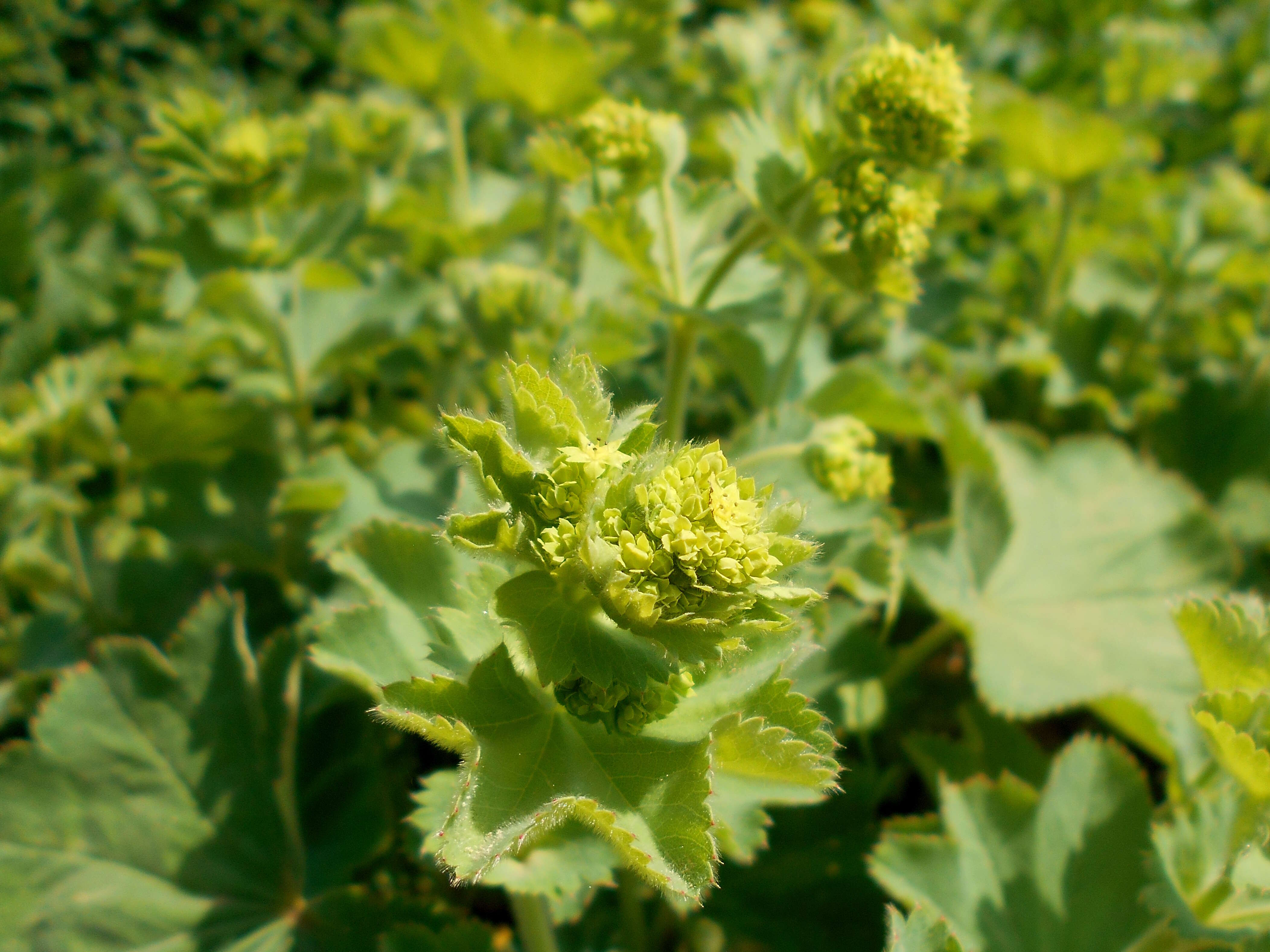 Image of Lady's Mantle