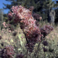 Imagem de Eriogonum cinereum Benth.