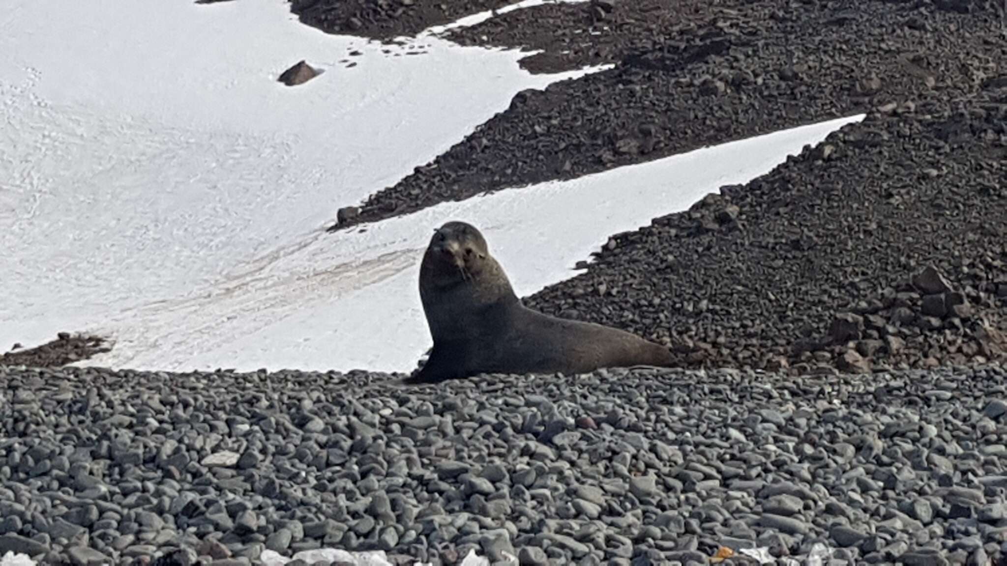 Image of Antarctic Fur Seal