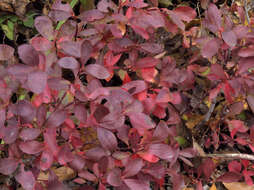 Image of dwarf bilberry