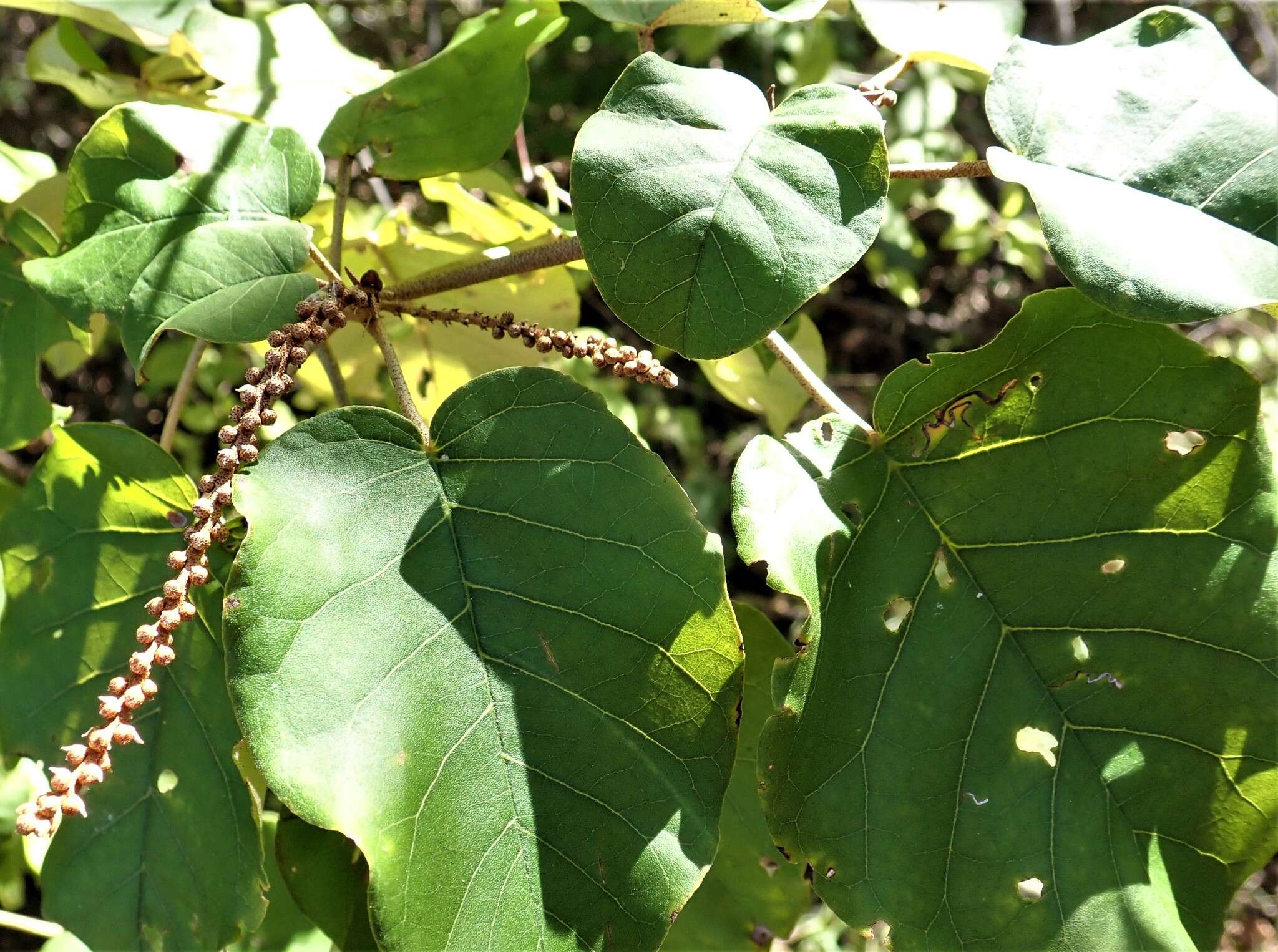 Croton bernieri resmi