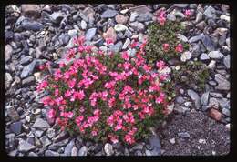 Plancia ëd Douglasia laevigata A. Gray