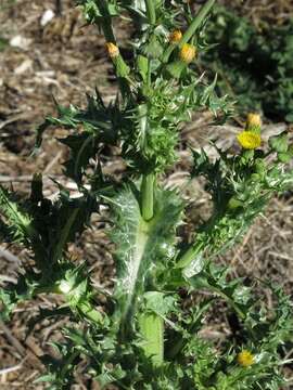 Слика од Sonchus asper (L.) Hill