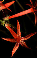 Image of Scarlet Gilia