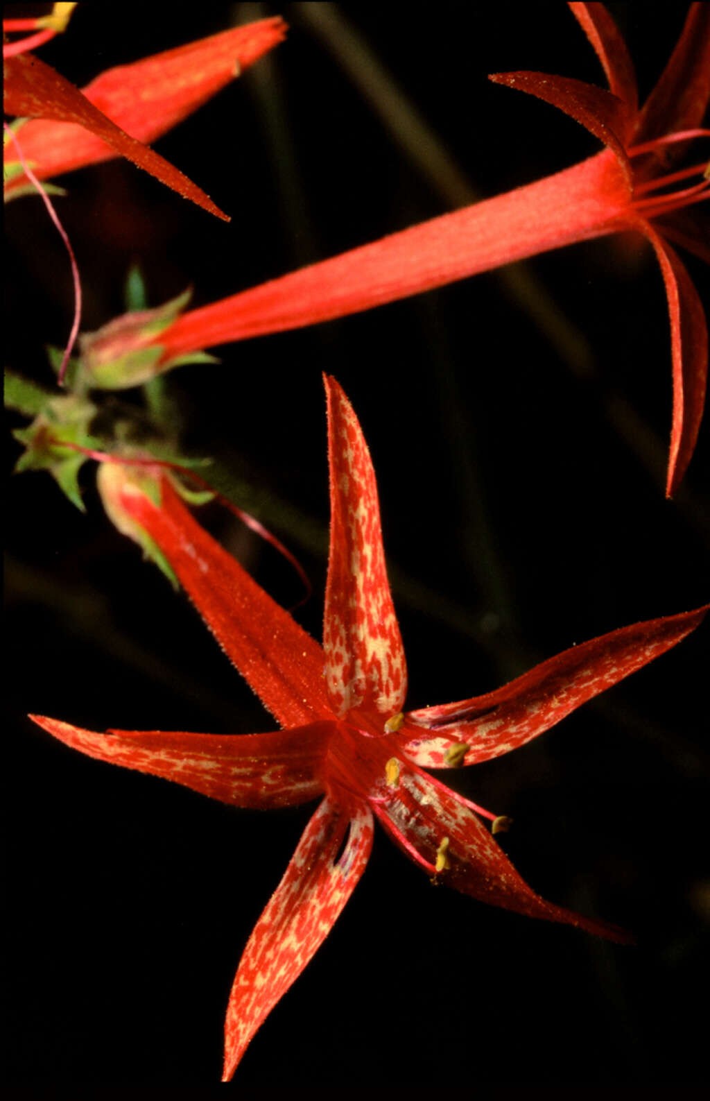 Image of Scarlet Gilia