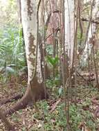 Image of Ficus coronata de Spin