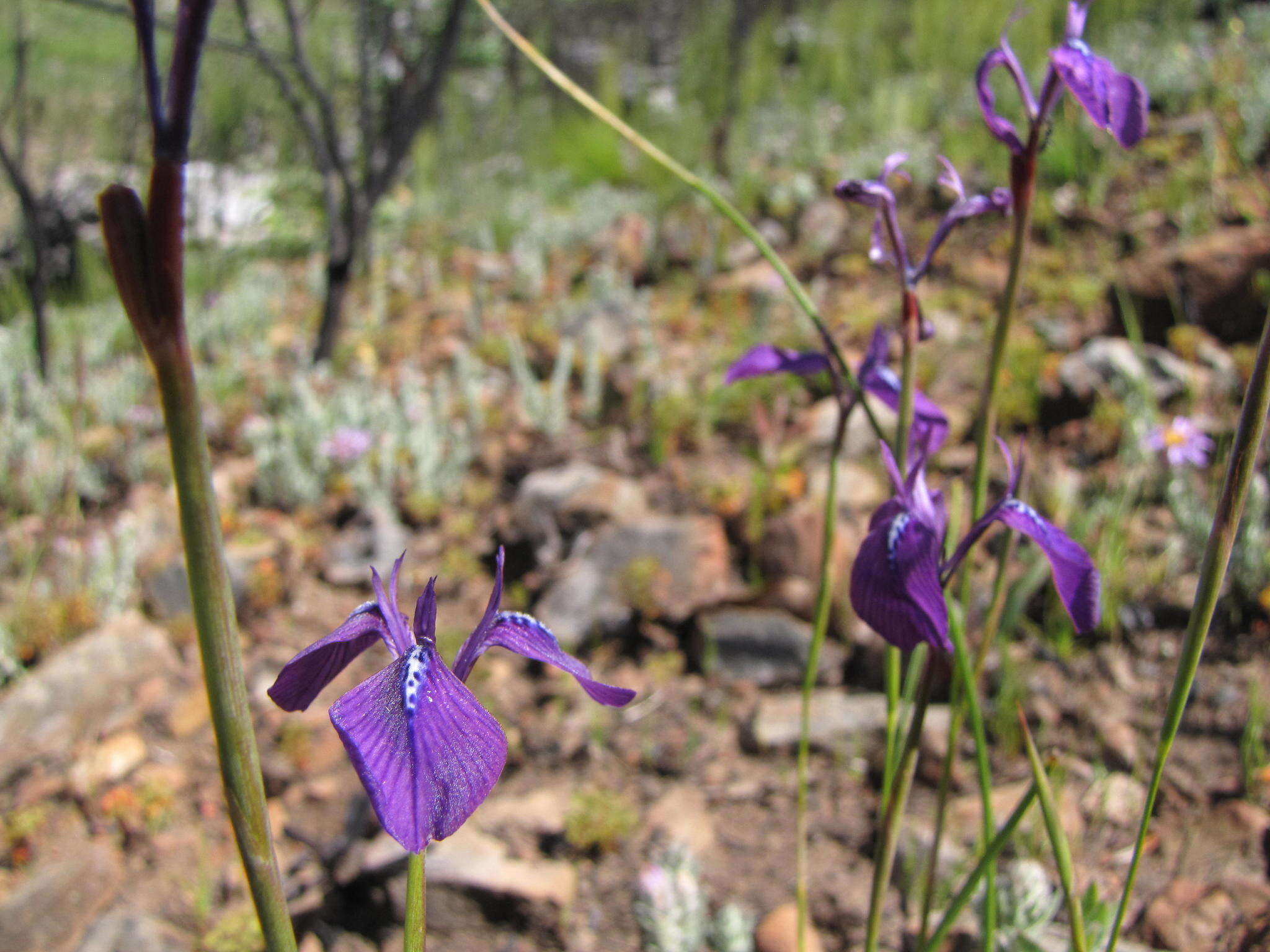 Image of Moraea tripetala subsp. jacquiniana (Schltr. ex G. J. Lewis) Goldblatt & J. C. Manning