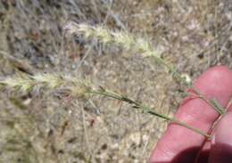 Image of Pringle's prairie clover