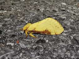 Image of Willow Ghost Moth