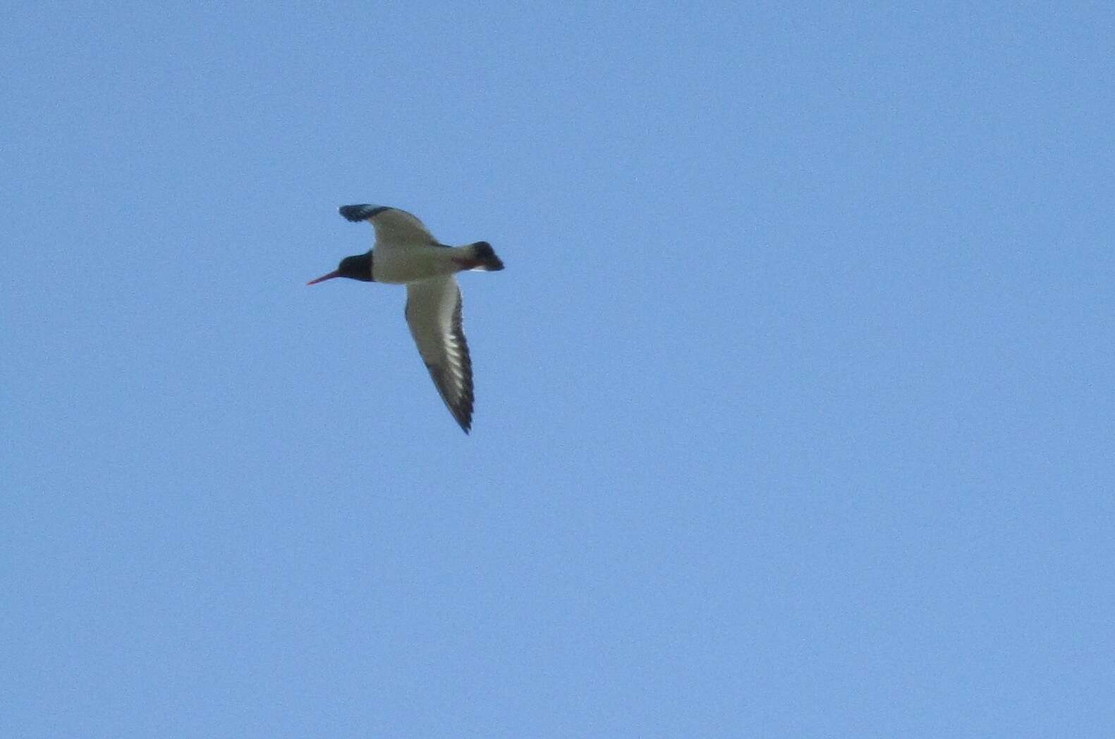 Image of oystercatcher, eurasian oystercatcher