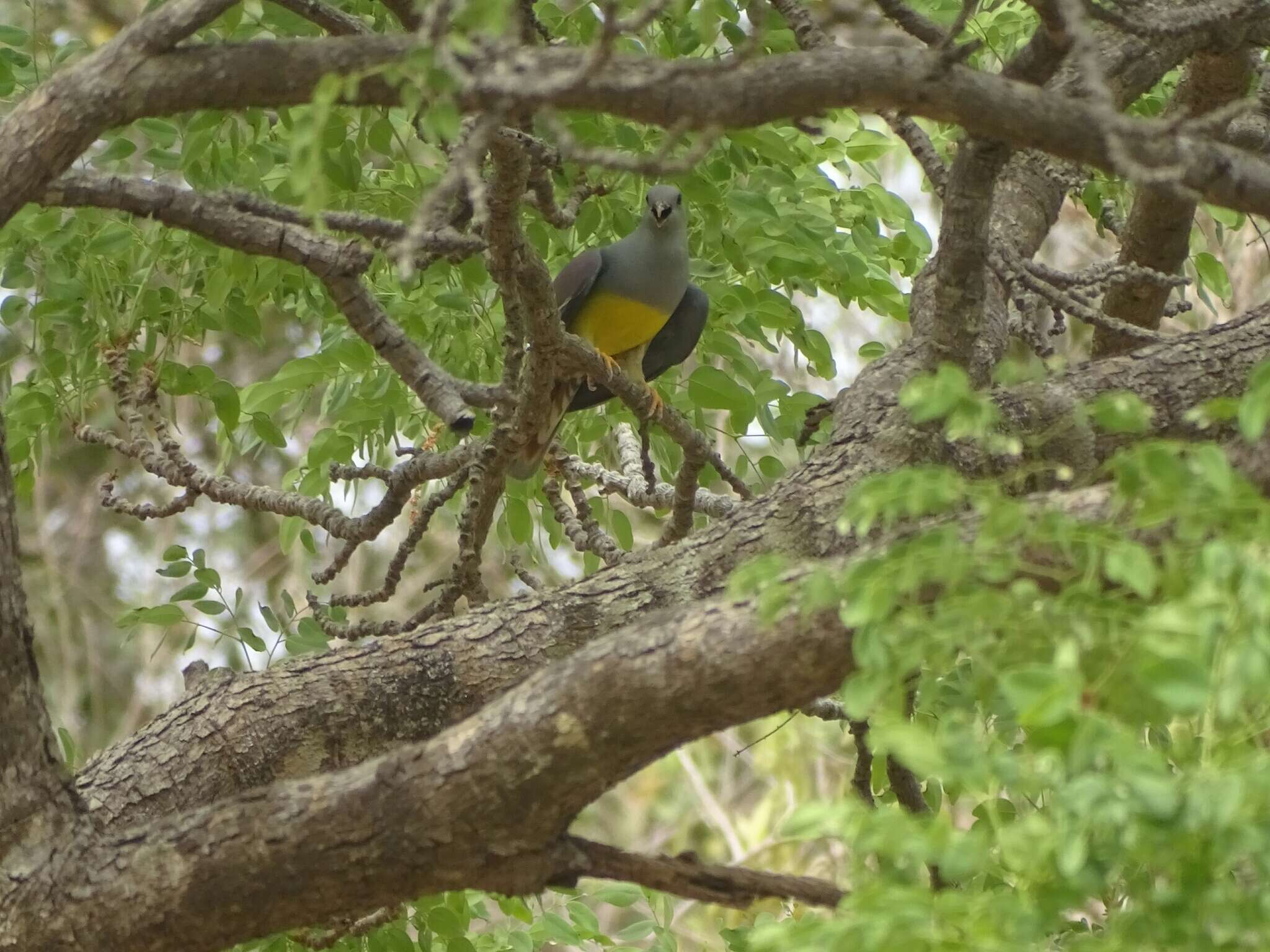 Image of Bruce's Green-Pigeon