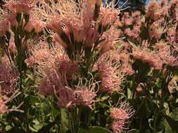 صورة Ageratina occidentalis (Hook.) R. King & H. Rob.