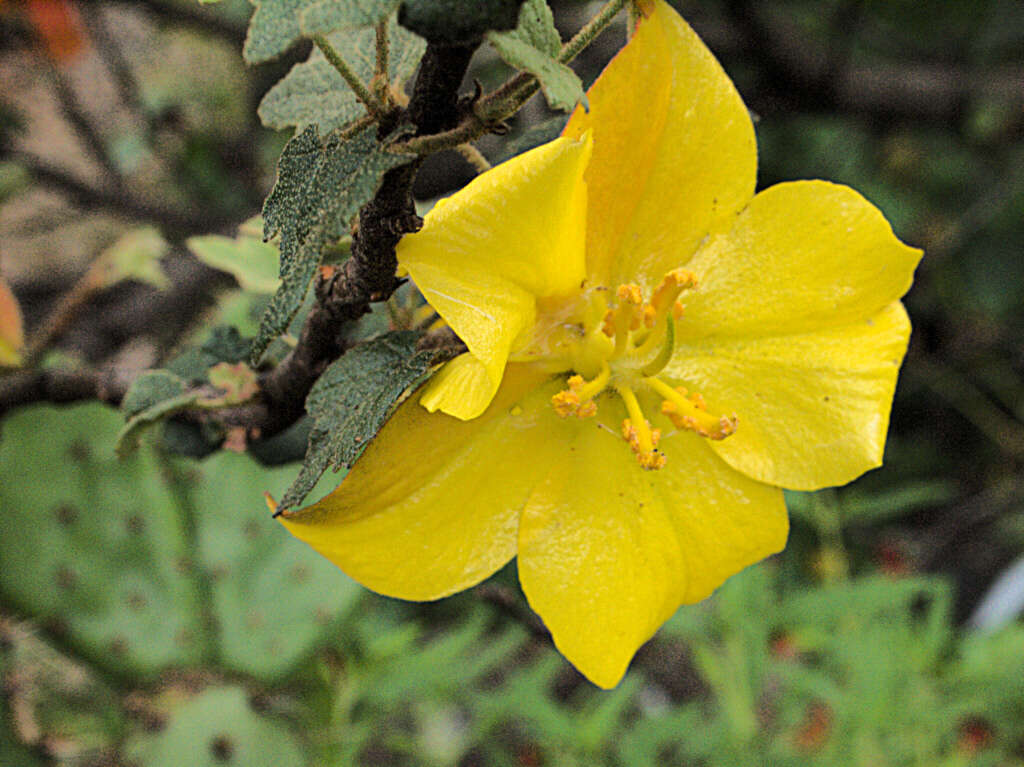 Image of Mexican flannelbush