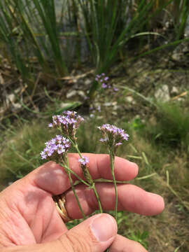 Image of Brazilian vervain