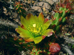 Image of California cholla