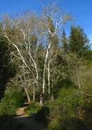 Imagem de Platanus racemosa Nutt. ex Audubon