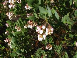 Image of Santa Rosa Island manzanita