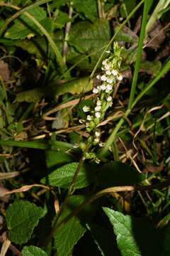 Image of Cyclopogon peruvianus (C. Presl) Schltr.