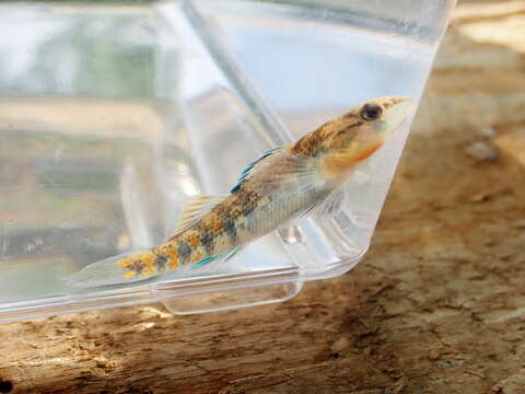 Image of Headwater Darter