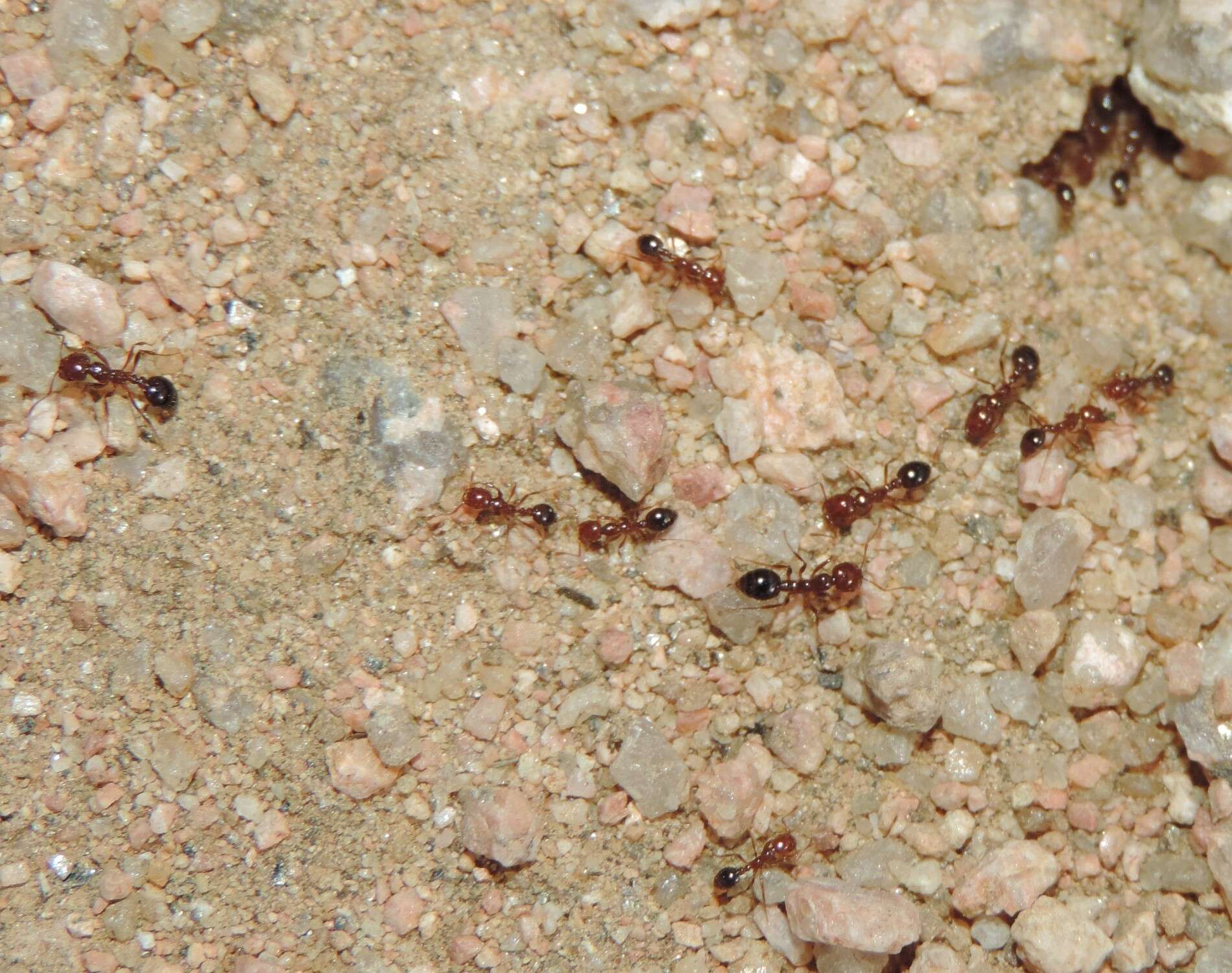 Image of Red imported fire ant