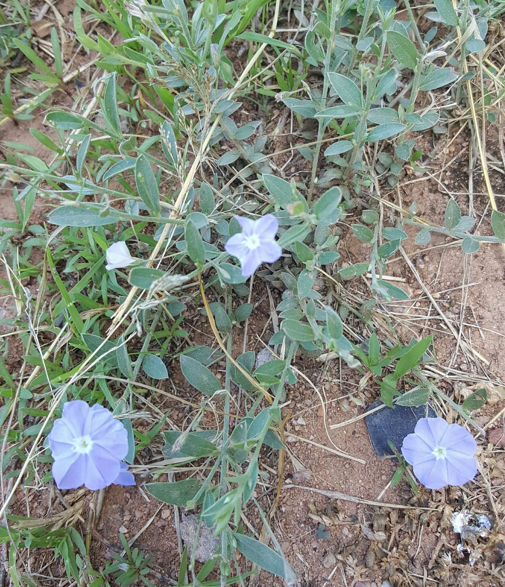 Image of wild dwarf morning-glory