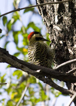 Image of Green-barred Woodpecker